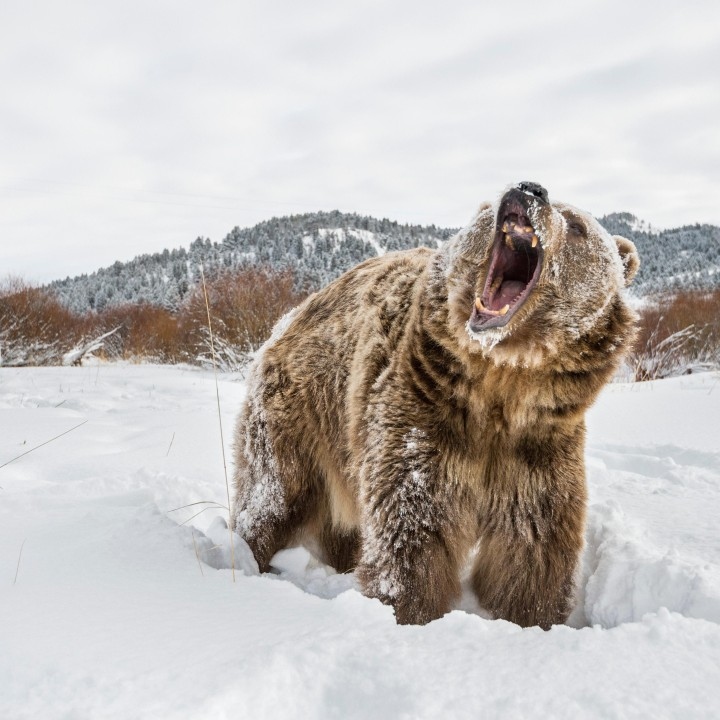 A Woke Bear Starves in the Winter