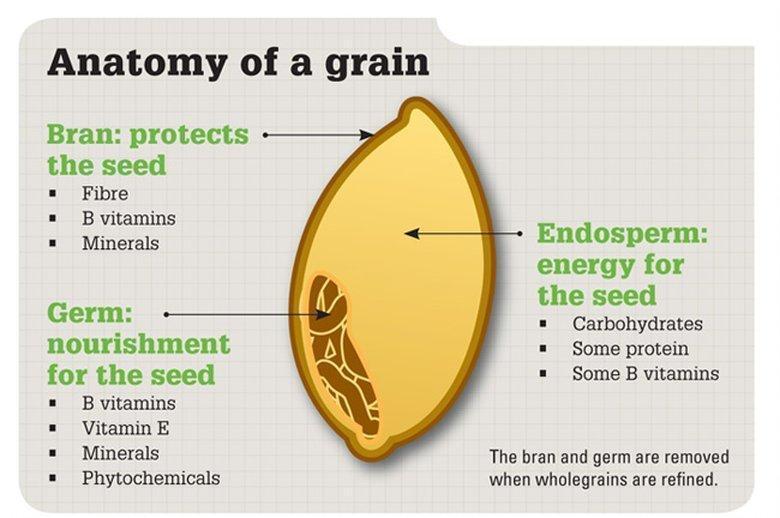 Anatomy of a Grain.jpg