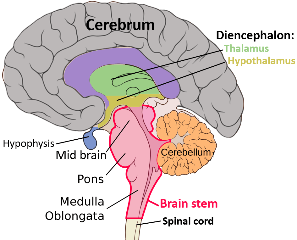 Basic_structures_of_the_brain_highlighted.png
