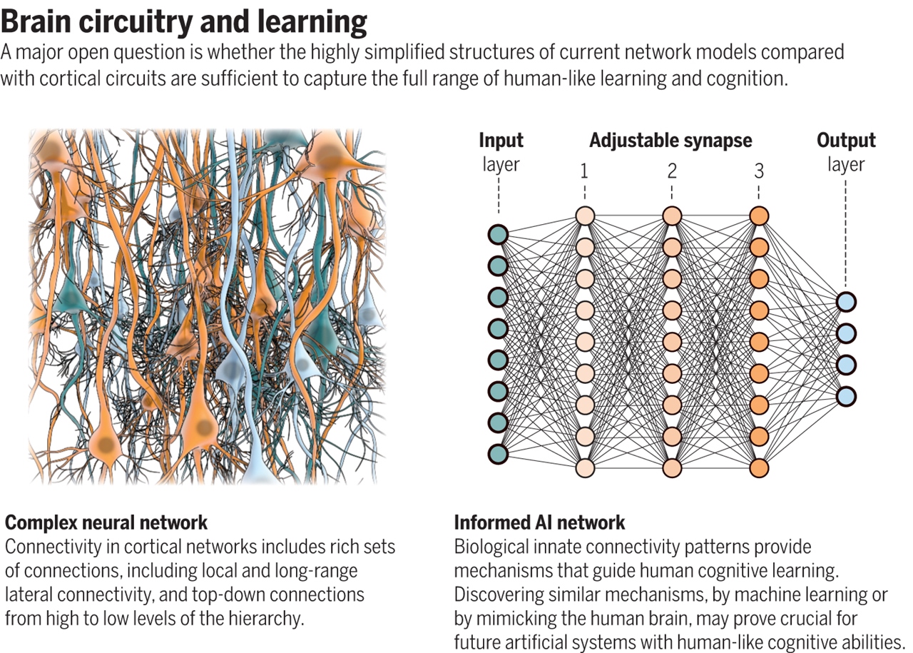 Brain_Circuitry_and_Learning.jpg