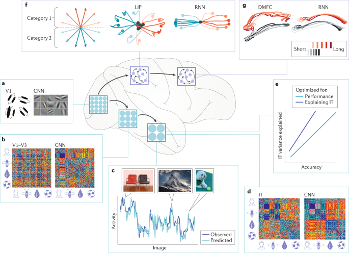 Deep_learning_in_neuroscience.png