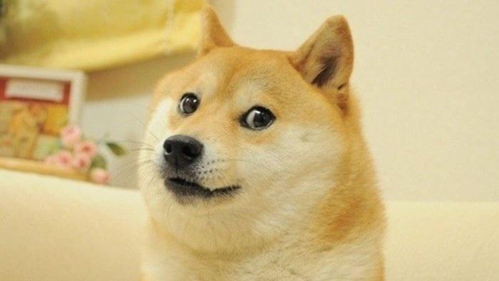 Dogecoin_Dog-min.jpg