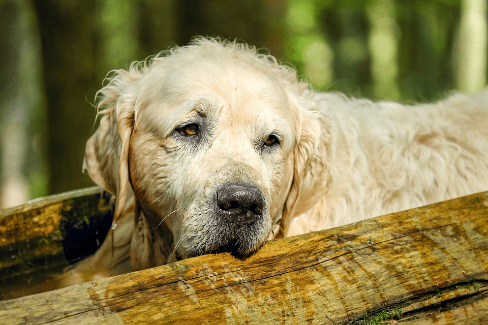 4 Ways to Extend Your Senior Dog’s Lifespan