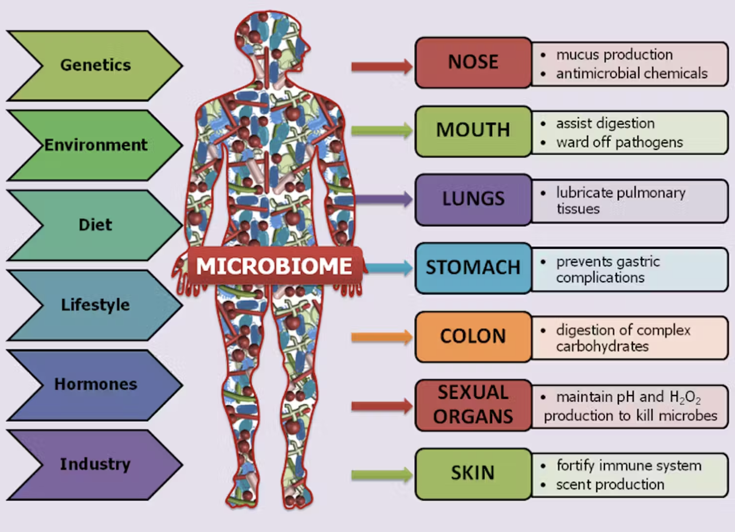 Factors_That_Influence_the_Microbiome.png