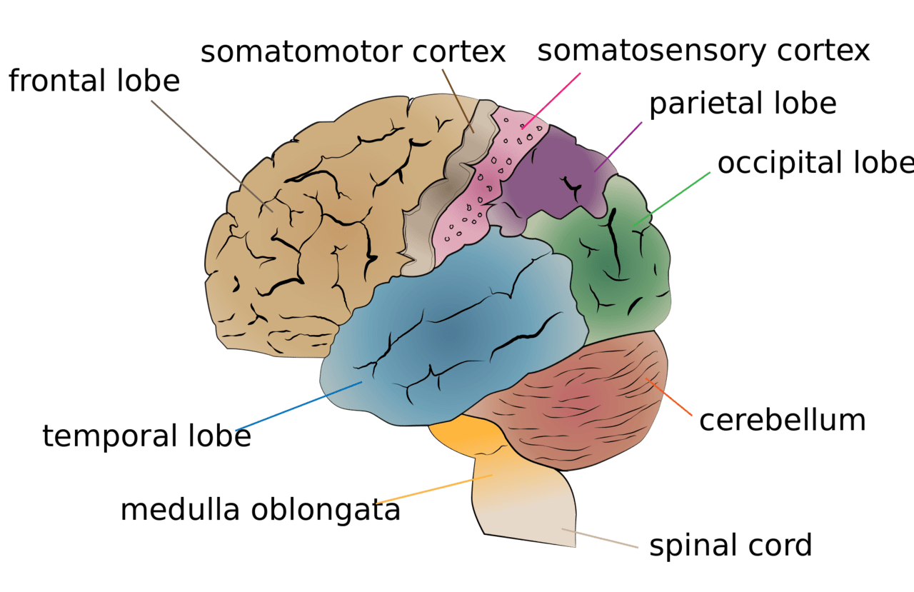 Frontal_Lobe.png