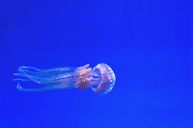 Future_Implications_of_Jellyfish.jpg