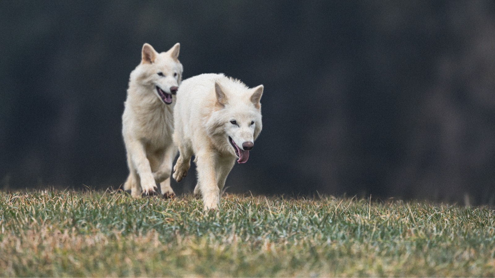 Dire Wolf Technology