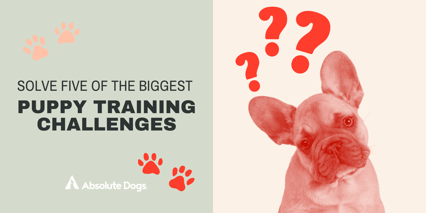 Puppy_Training_Challenges.png