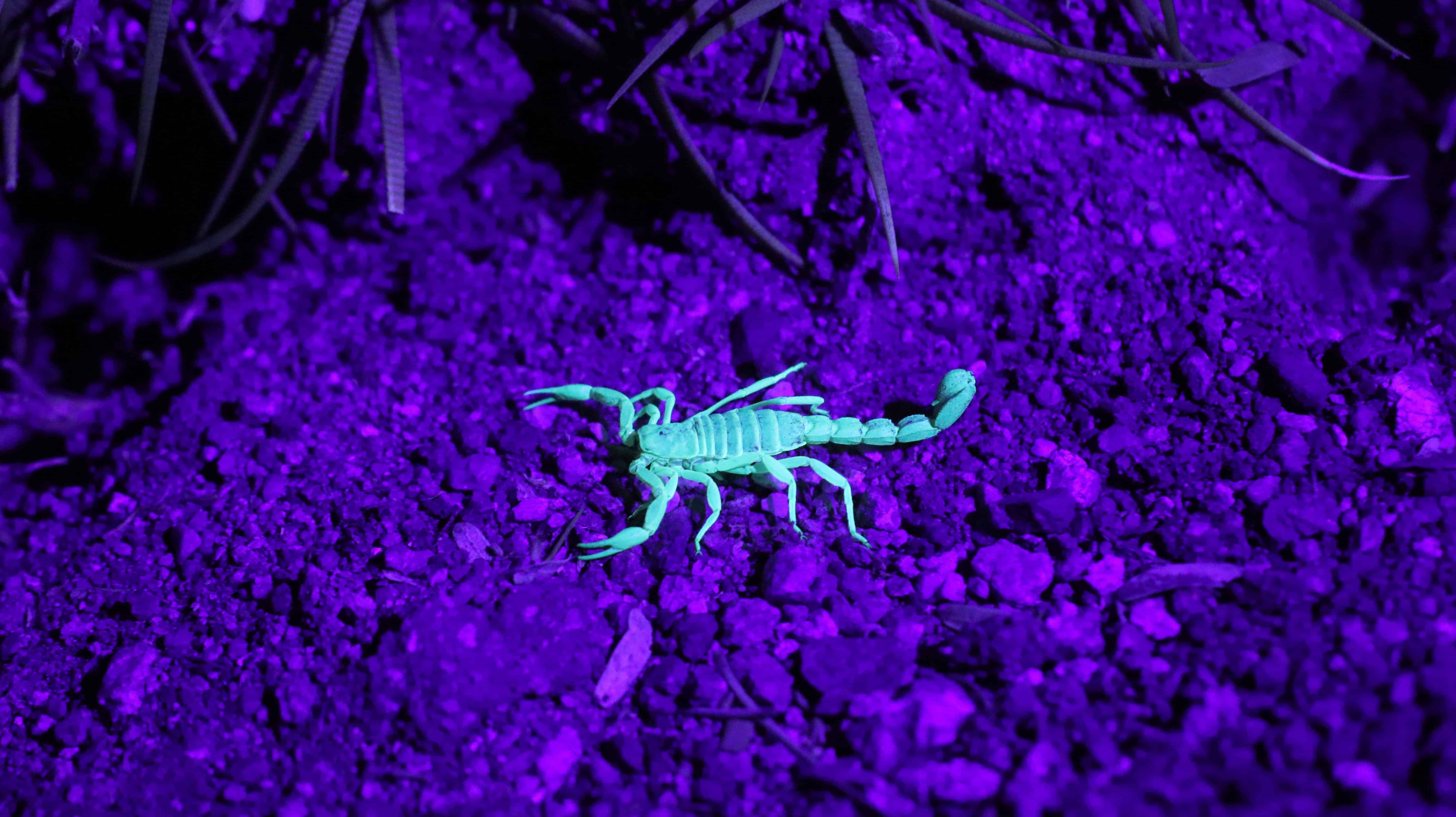 Purple Scorpion.jpg
