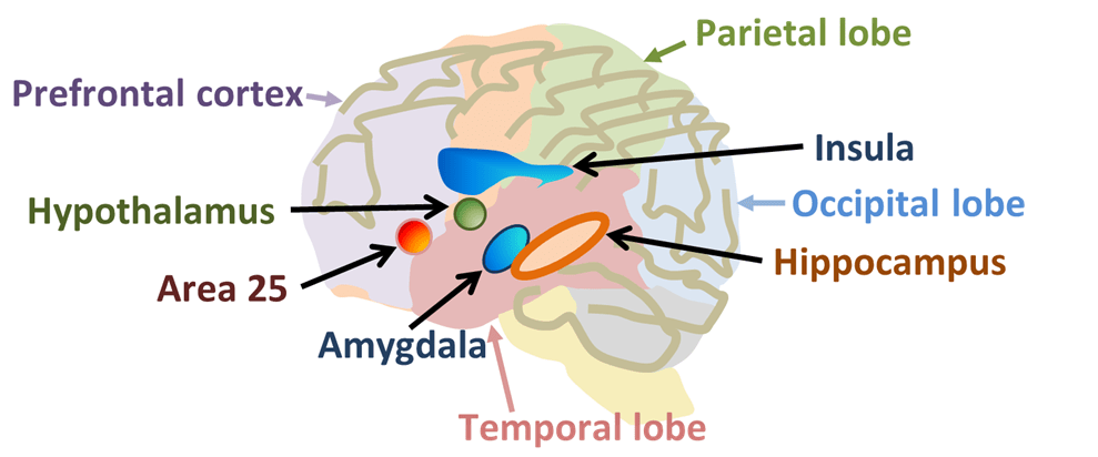 Some_brain_areas.png