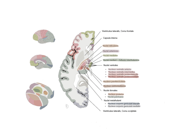 Thalamic_nuclei_and_tracts.png