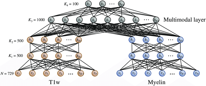 The-multimodal-deep-learning-network-architecture-used-to-extract-a-joint-myelin-T1w.png