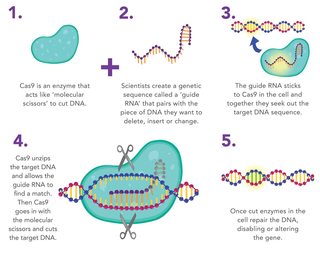 The_Advancements_in_Genetic_Engineering.jpg