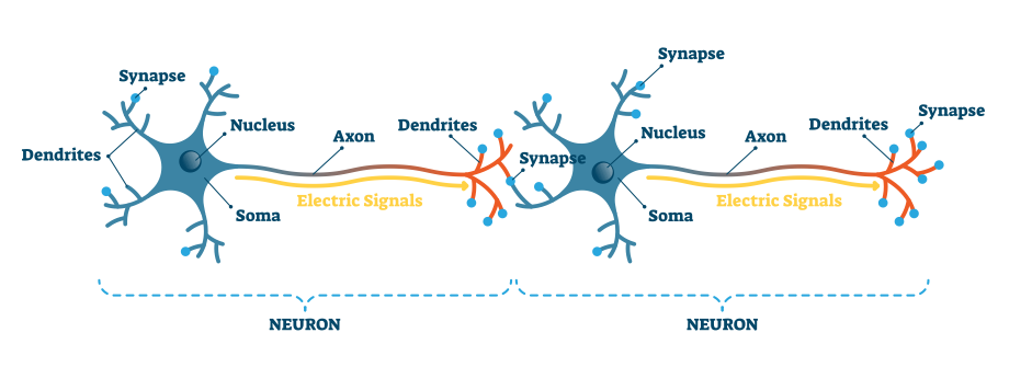 The_Dendrites_are_central_to_understanding_the_brain.png