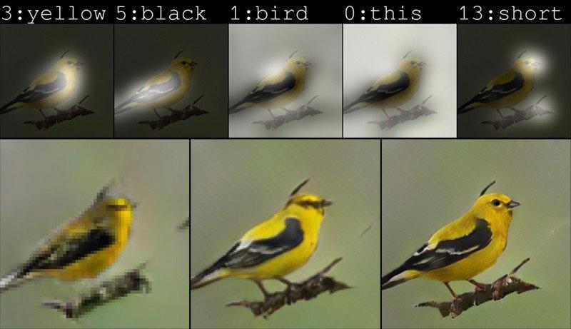 Yellow_Black_Bird.jpeg