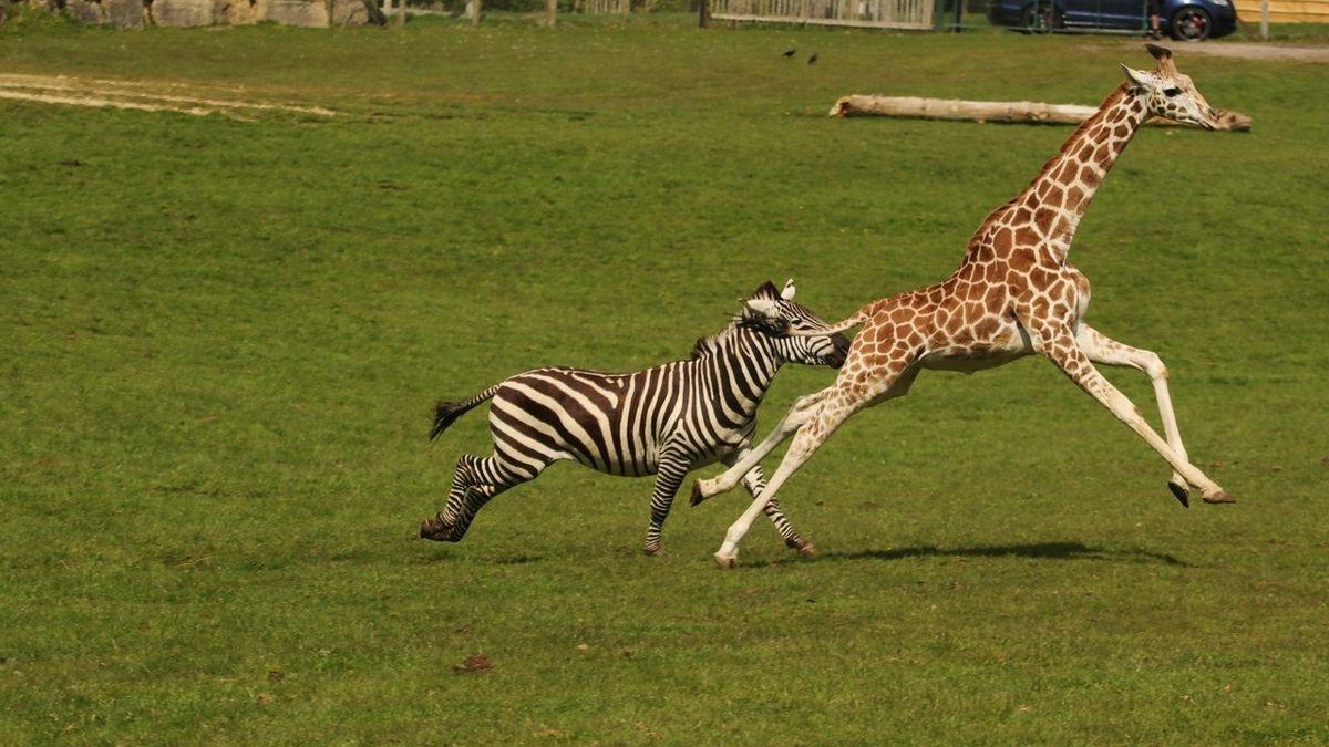 Don't Be a Zebra, Be a Giraffe