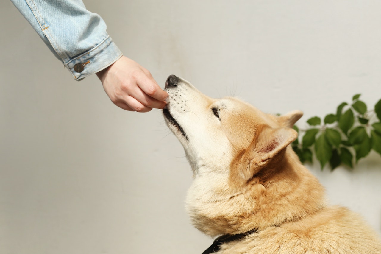 5 Preventative Care Tips for a Healthier Pooch