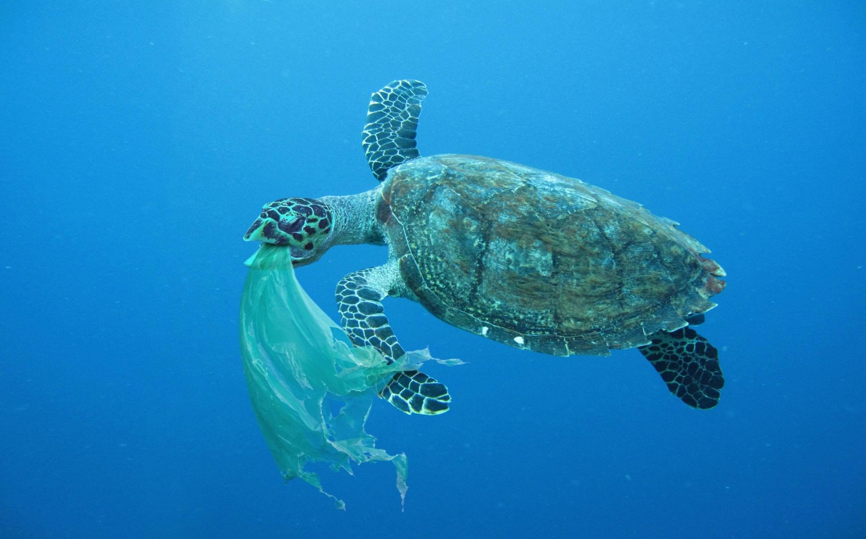 Addressing the Crisis of Plastic Pollution in Marine Ecosystems