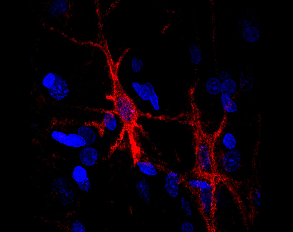 Memory Microscopy: Brain Sciences of Mice and Humans