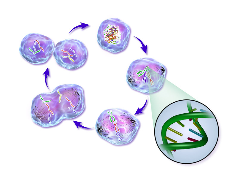 Cellular & Molecular Neuroscience Advances in Mental Health