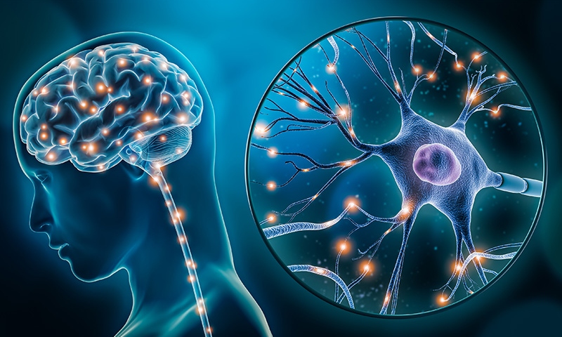 Cognitive Neuroscience: Synesthesia, Neuroimaging and Memory Groups