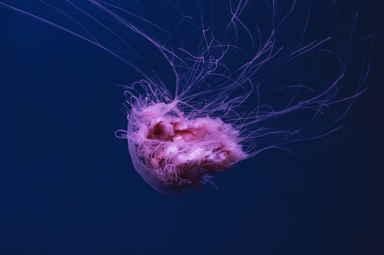 Marine Invertebrates Can Survive and Reproduce on Plastic Debris in the Great Pacific Garbage Patch