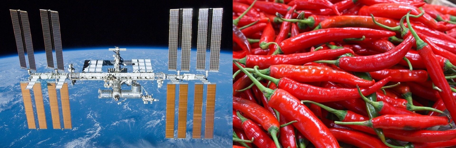 New Scientific Breakthrough: NASA Grew and Harvested Chili Peppers in Space