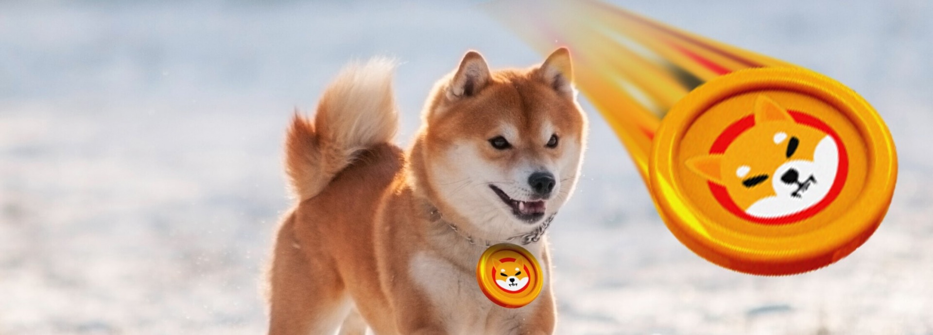 Shiba Inu Coin Hits a Record High and Becomes The 11th Largest Cryptocurrency