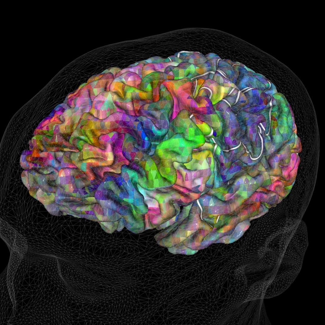 The Neocortex In The Neodigital World