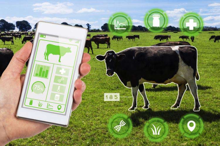 The Role IoT, AI and Big Data in Animal Management 