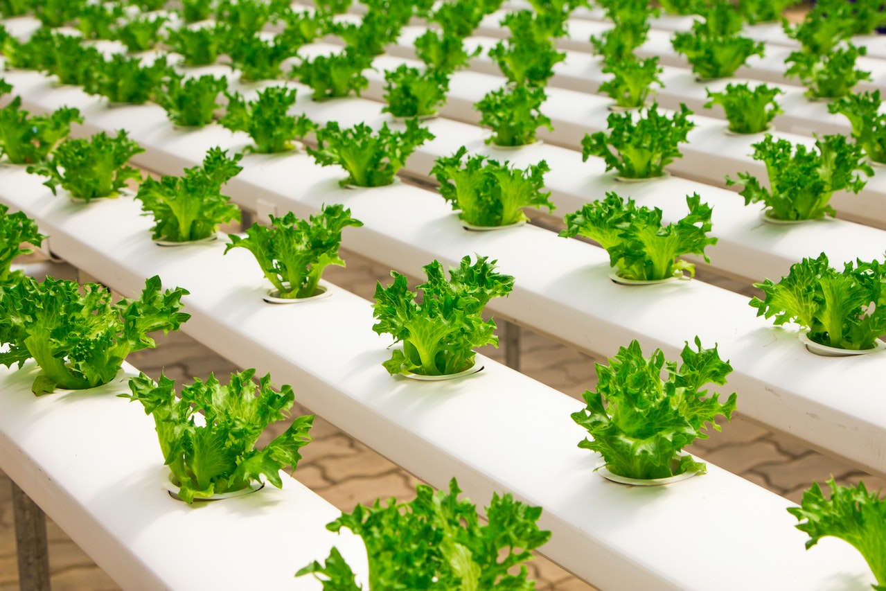 The Science Behind Hydroponic Food Systems