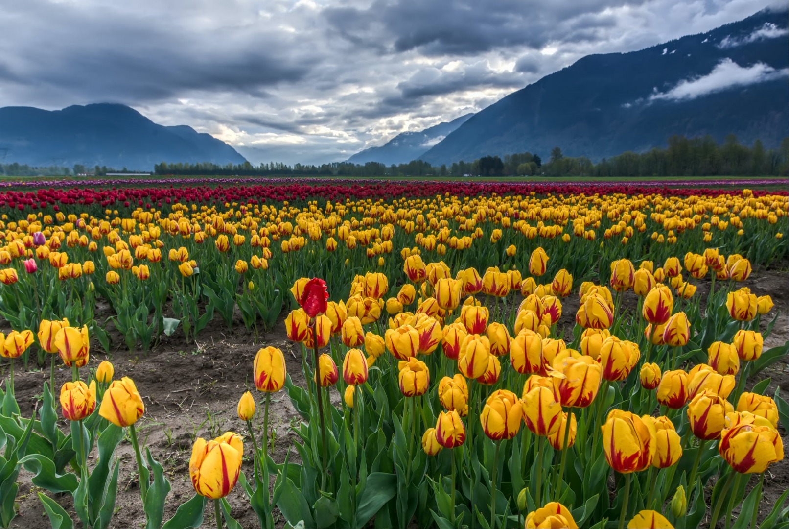 Tip Toeing Through the Tulips?