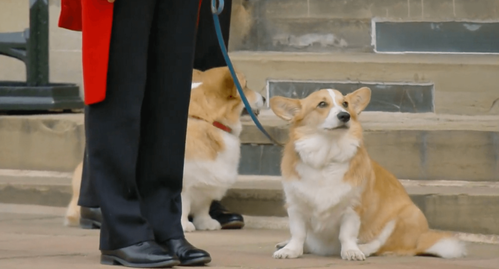 What Will Happen to the Queen’s Corgis Following Her Death?