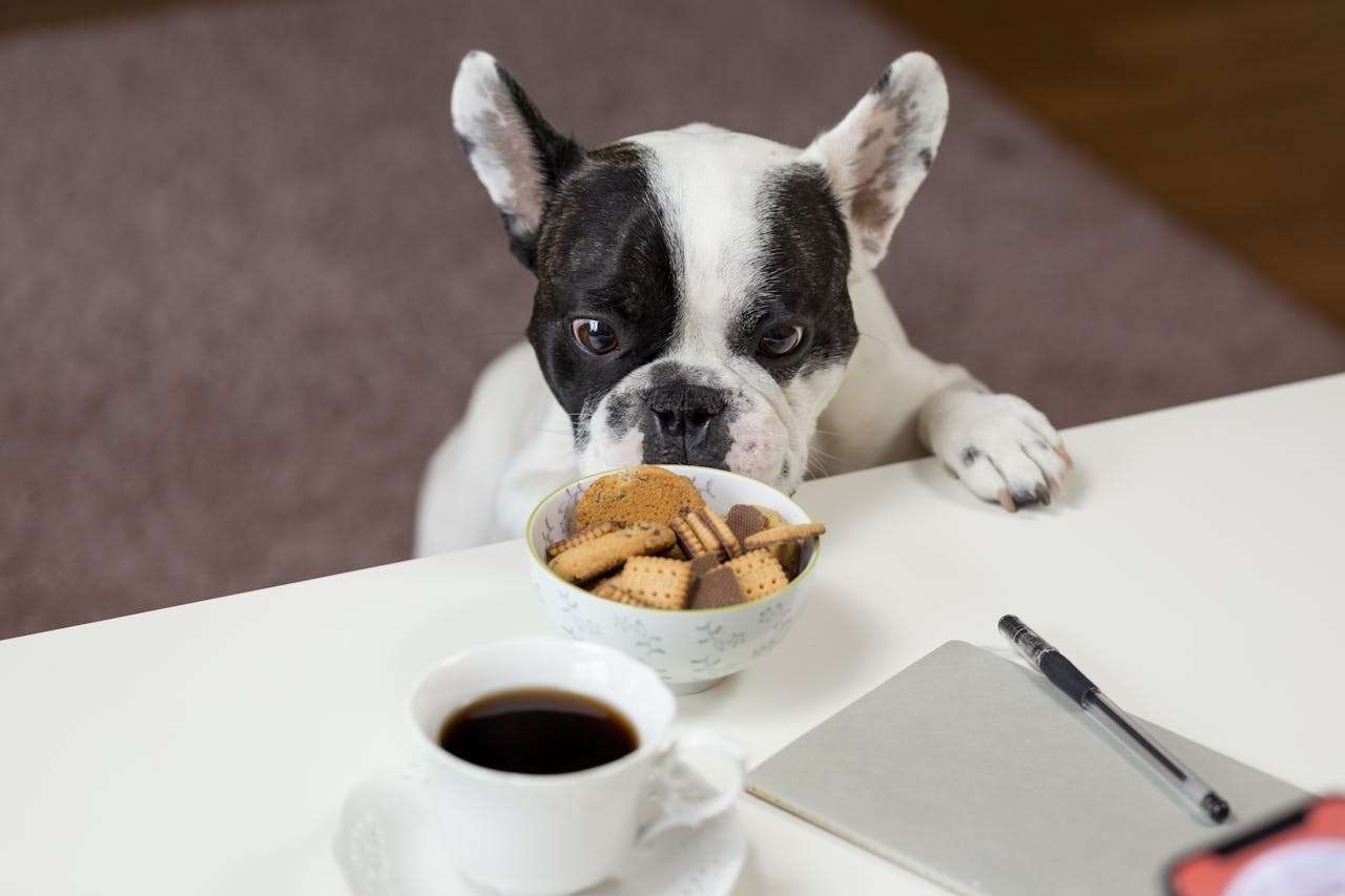 From Paws to Tail: The Importance of Nutrient-Rich Dog Foods