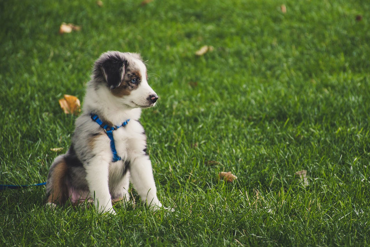 Solve Five of the Biggest Puppy Training Challenges With Absolute Dogs 