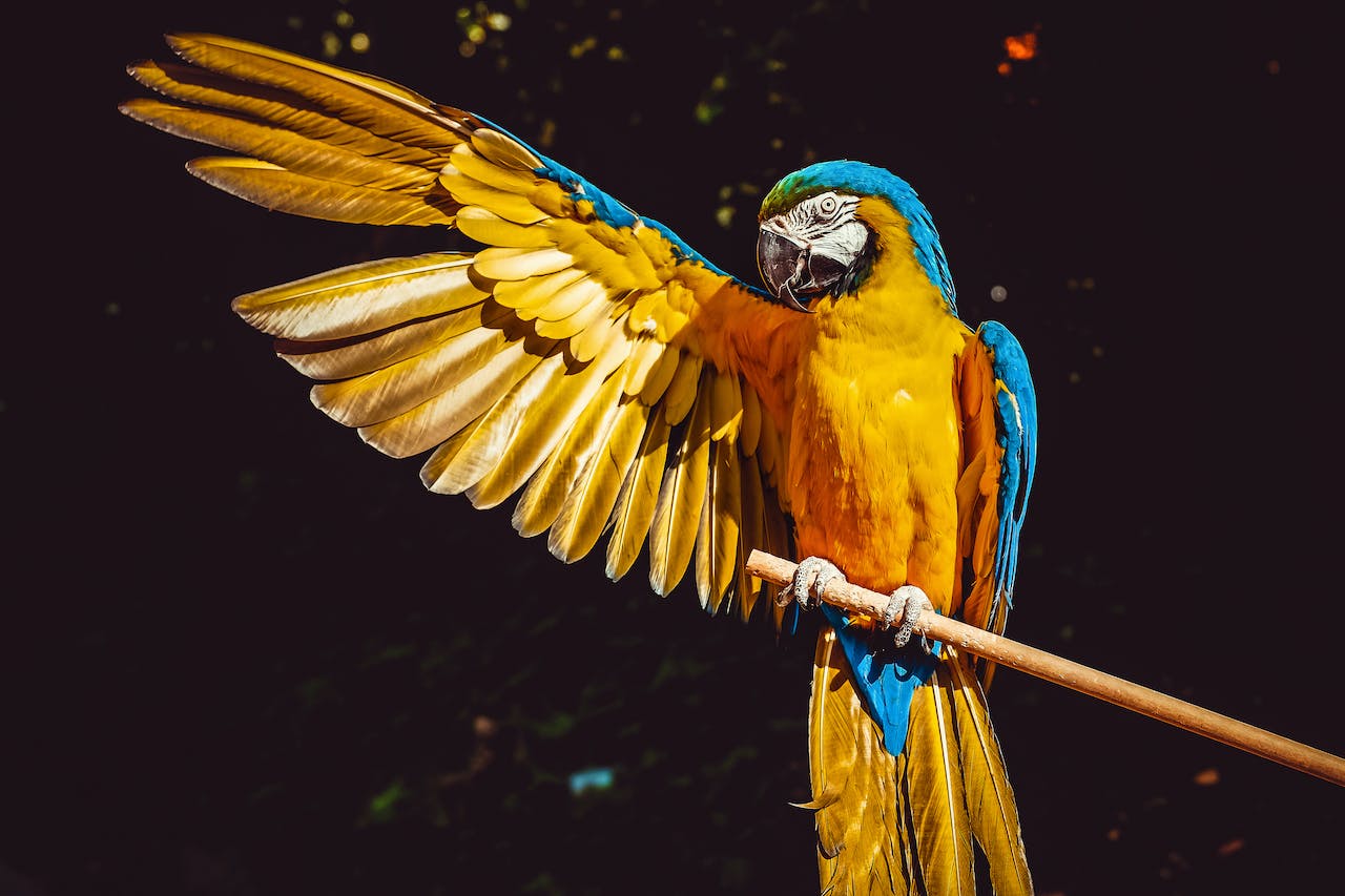The Astonishing Intelligence of Parrots Revealed Through Adaptation and Ingenuity