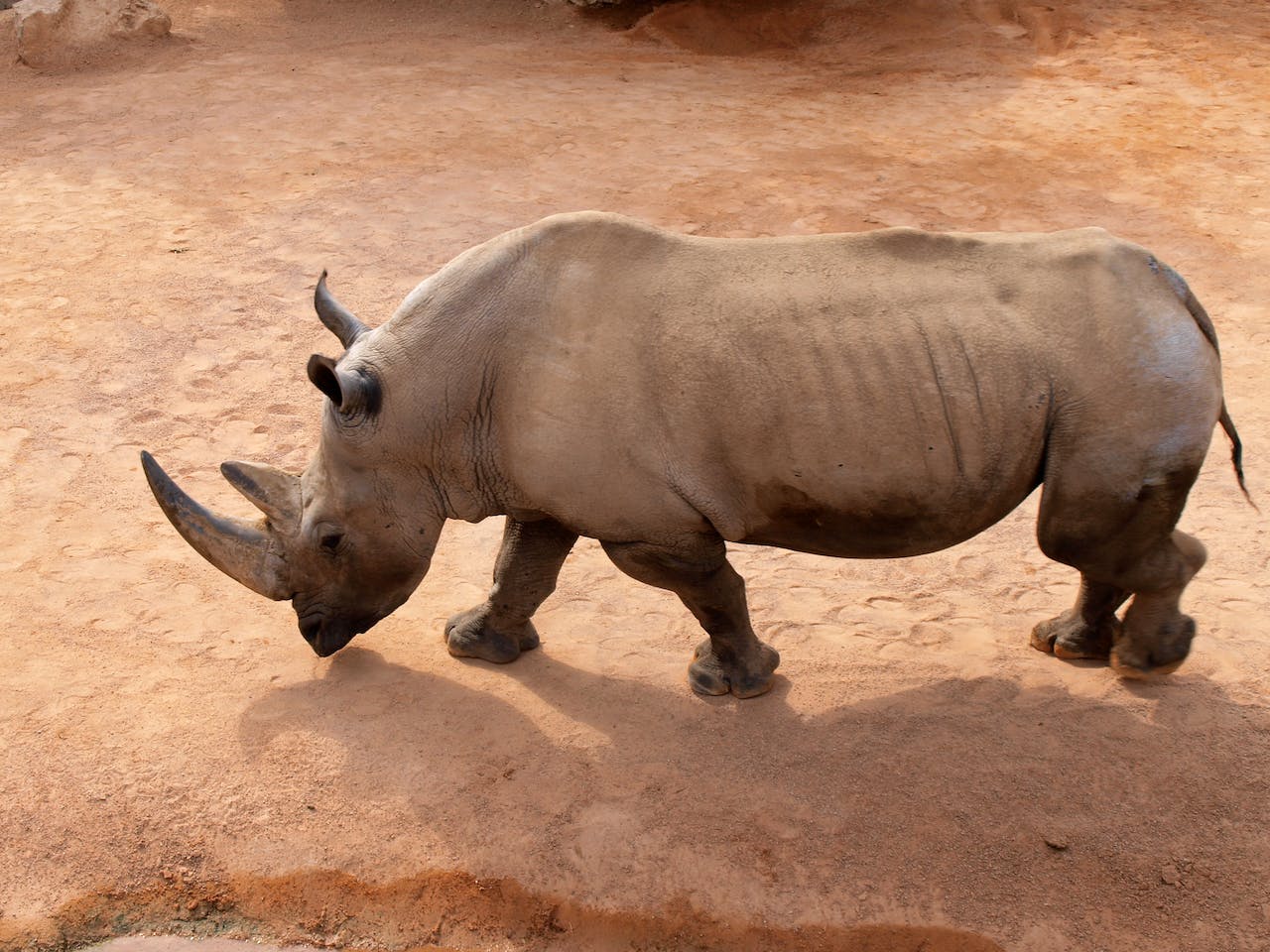 The Rhino’s Battle for Survival and the Players Like Colossal Biosciences Dedicated to Its Protection 
