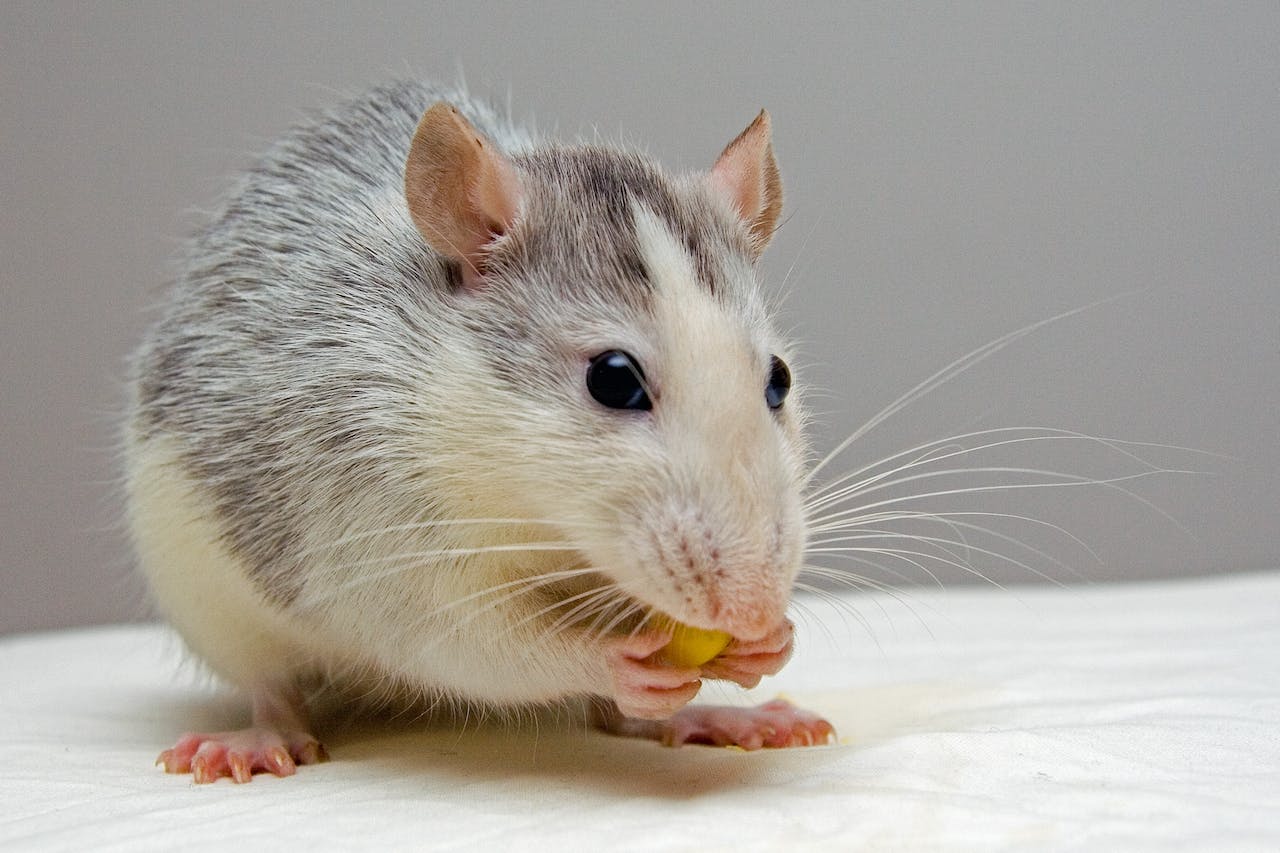 The Silent Threat: The Health Risks of a Mouse Infestation