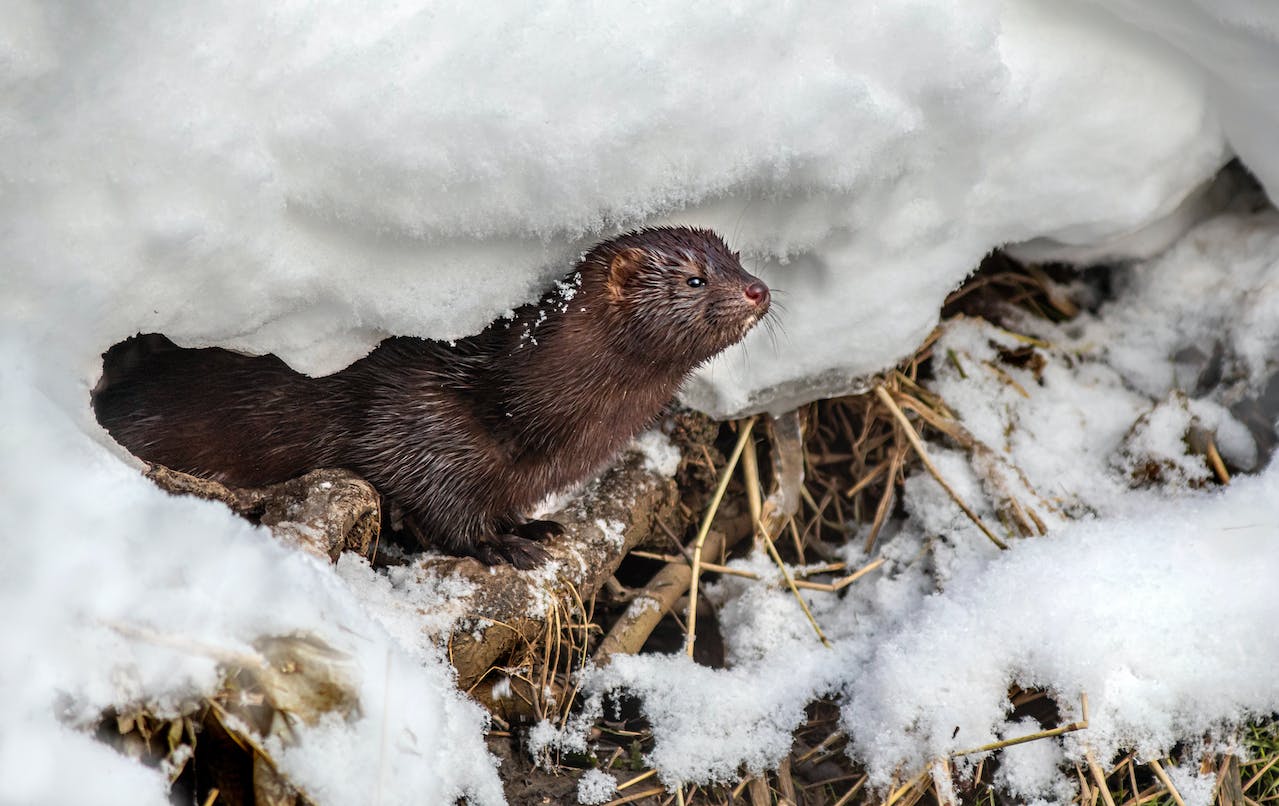 Some Economics of Minks