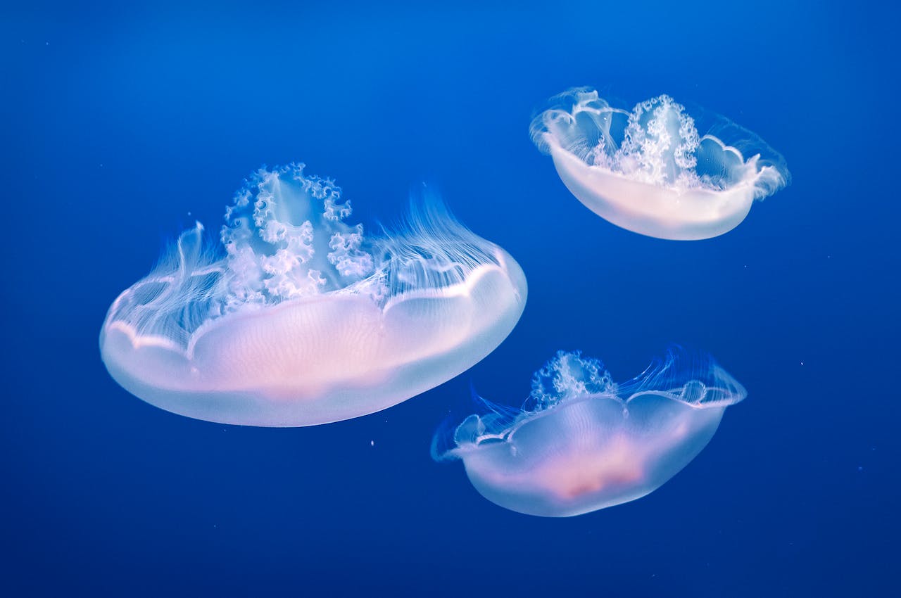 Surge in Unusual Jellyfish Sightings in UK Waters