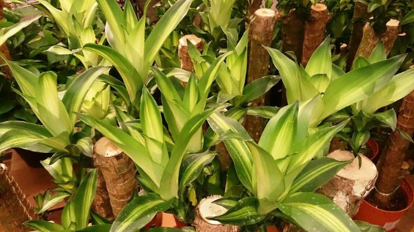 dracaena fragrans corn plant min