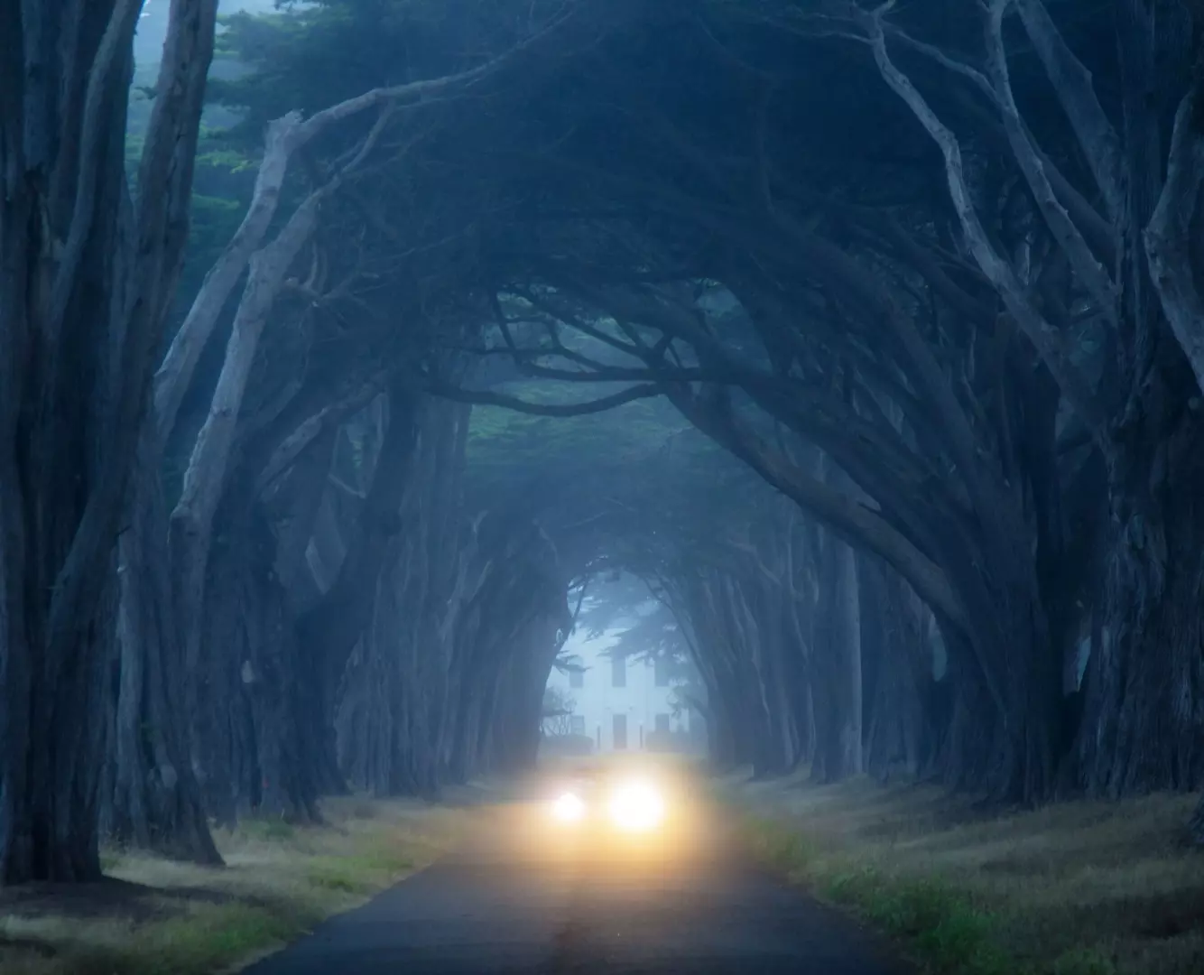 Cypress_Tree_Tunnel_-_Jiayi_Liang-min.jpeg