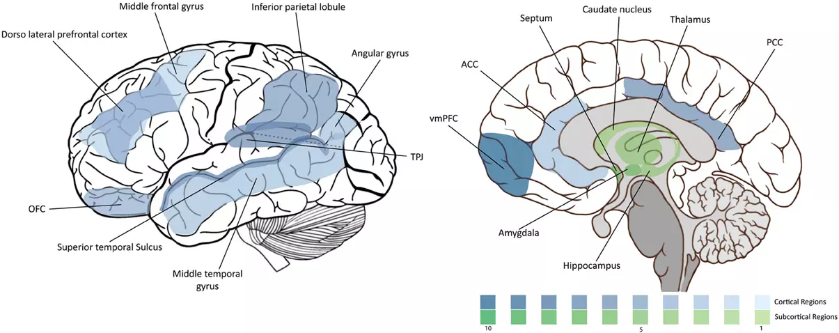Density_of_moral_neuroscience_studies_fnint-07-00065-g001.jpeg