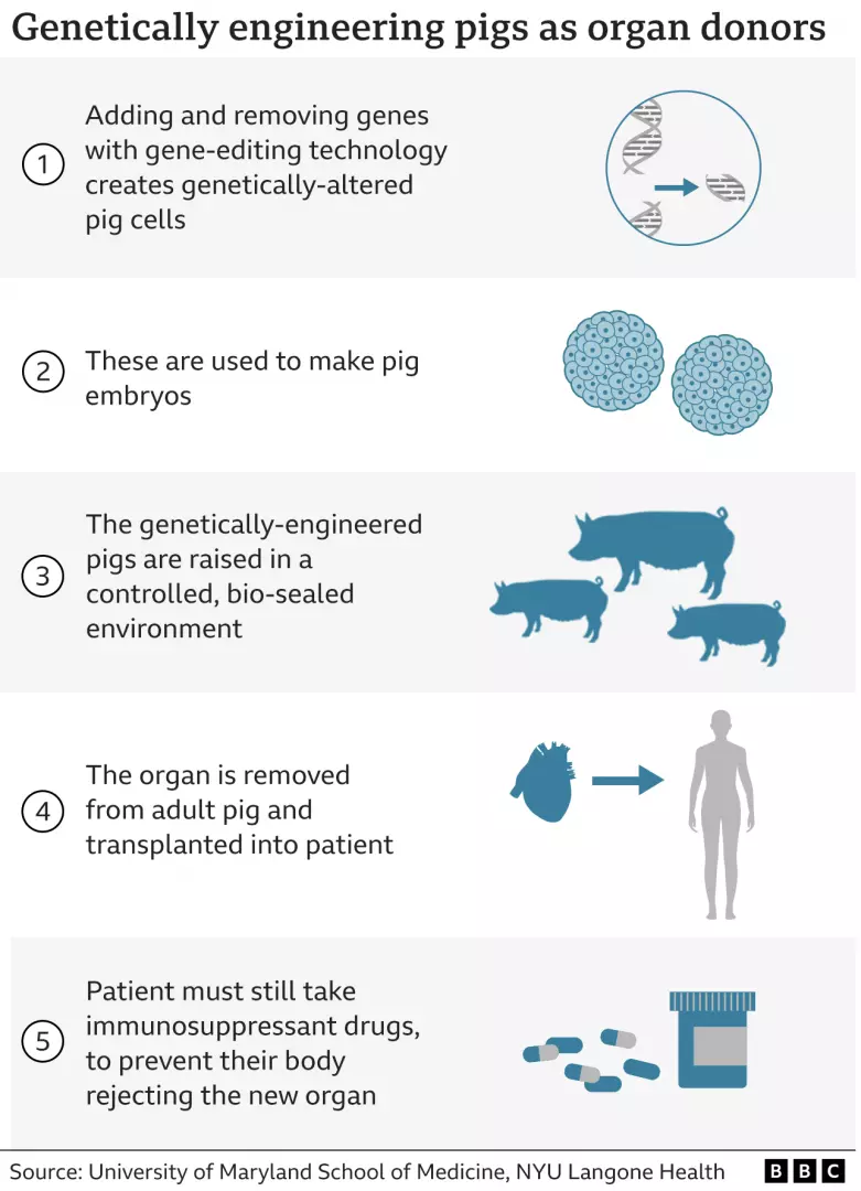 Genetically_Engineering_Pigs_as_Organ_Donors.png