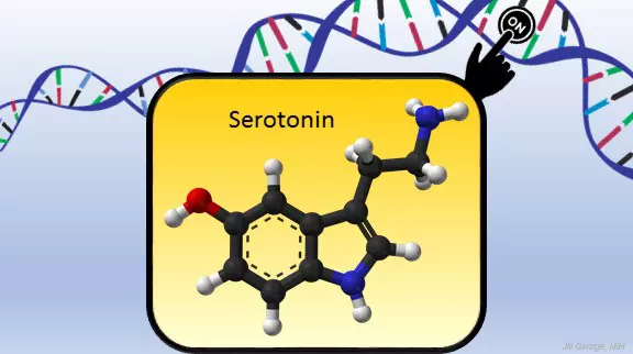 Serotonin.jpeg