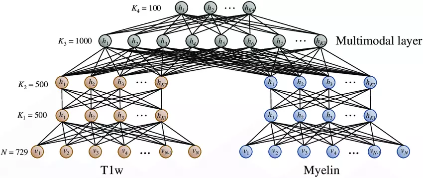 The-multimodal-deep-learning-network-architecture-used-to-extract-a-joint-myelin-T1w.png