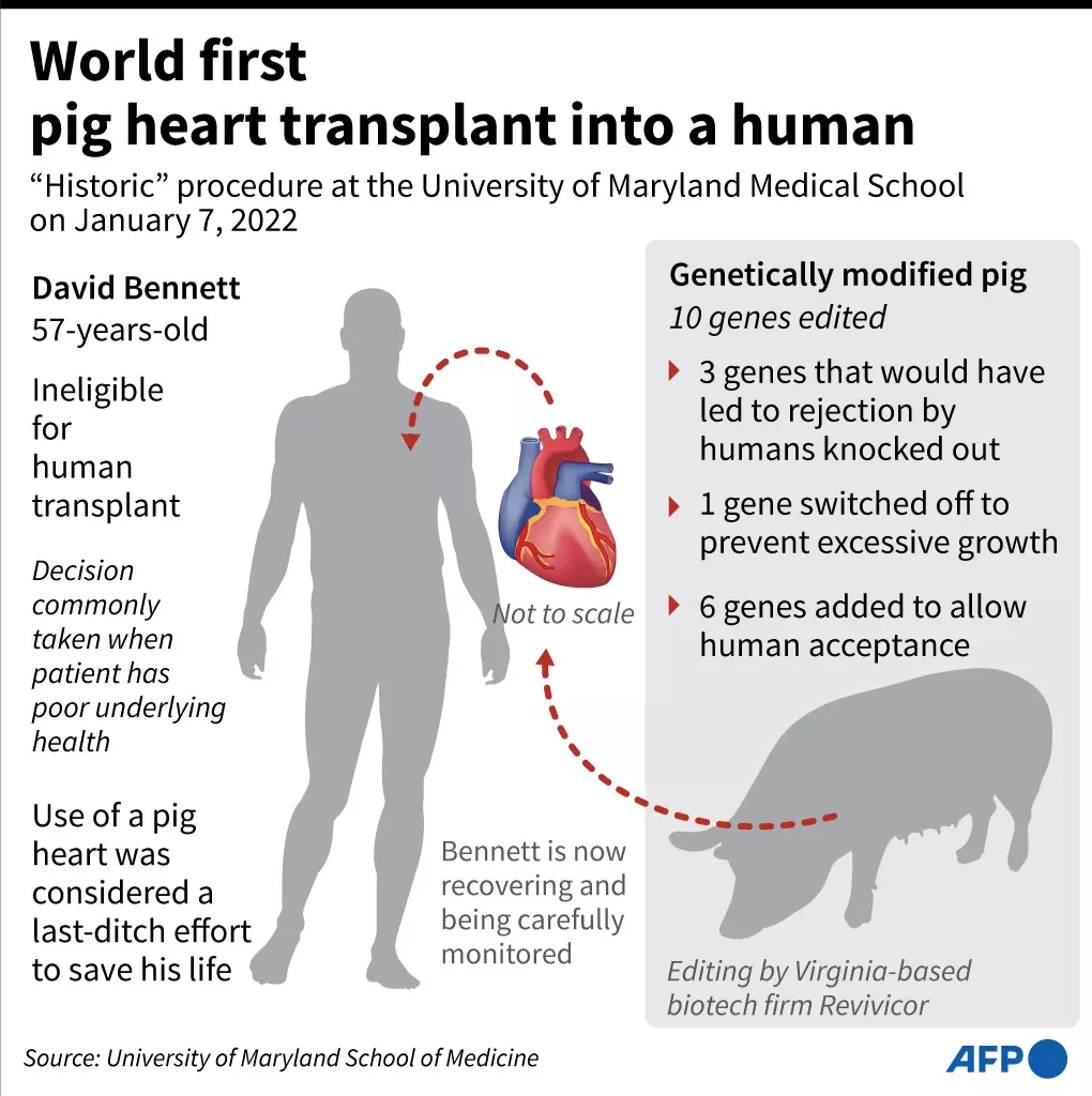 World_First_Pig_Heart_Transplant.jpg
