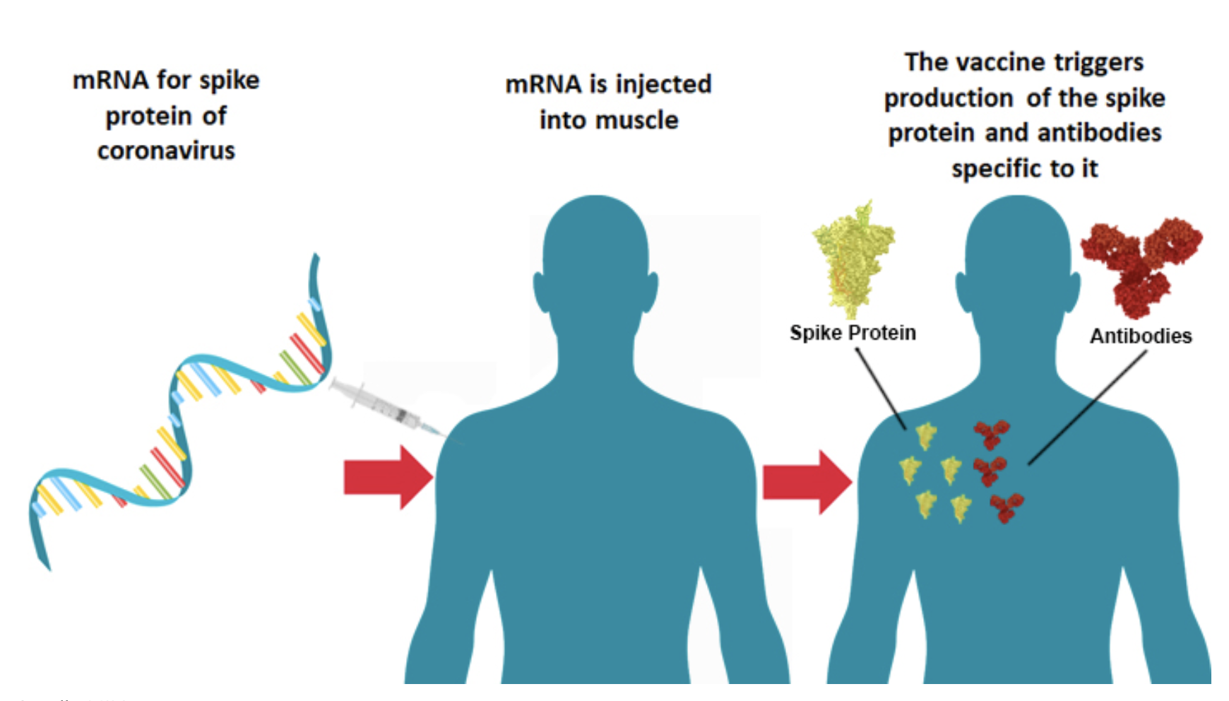 mRNA.png