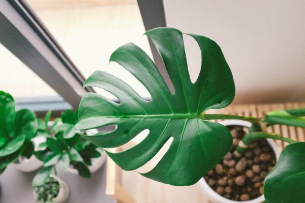 monstera deliciosa min